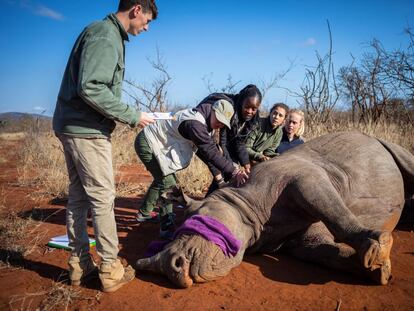 Una hembra de rinoceronte negro llamada &#34;Paco&#34; es recolocada a una posición que permita ser operada para extirparle el cuerno después de recibir un dardo narcotizante durante el descornado de todos los rinocerontes negros de una reserva privada de caza ubicada cerca del Parque Nacional Kruger en Phalabora (Sudáfrica) en esta foto fechada el 8 de septiembre y facilitada este lunes, 21 de septiembre. El descornado es una medida adoptada para evitar la caza furtiva de rinocerontes. 