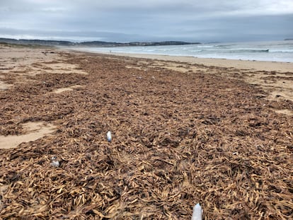 Marea de jacintos de agua el pasado noviembre en la playa de A Lanzada, en O Grove (Pontevedra), en una imagen cedida por Adega.