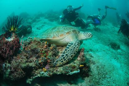 Tortuga carey en aguas de la isla de Sipadán (Malasia).