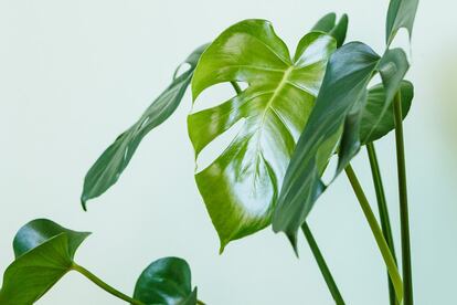 <p>Al caer la noche, más de uno saca al balcón o terraza sus plantas de interior por <strong>miedo a que les robe el oxígeno que necesitan para respirar mientras duermen</strong>. Una idea que procede del descubrimiento de la fotosíntesis, el proceso por el que las plantas de hoja verde durante el día inhalan dióxido de carbono y liberan oxigeno, pero en horas nocturnas hacen lo contrario.</p> <p>Téngalo claro, las plantas no son el enemigo. "Es uno de los errores conceptuales con las plantas que más se nos resisten. <strong>No pasa nada que las plantas estén por la noche en la habitación</strong>. Las plantas respiran menos que la persona con la que dormimos. Eso es tan cierto como cuando dormimos en plena naturaleza por una acampada y no nos pasa nada”, explica María José Carrau, responsable del Gabinete de Didáctica del <a href="http://www.jardibotanic.org/" rel="nofollow" target="_blank">Jardín Botánico de Valencia</a>.</p> <p>Más allá de la fotosíntesis, explica Carrau, que este miedo a las plantas podría partir de una historia casi mitológica; "<strong>Remite al miedo que proporciona un bosque, y luego lo trasladamos a una maceta de geranios</strong>. Nos quedamos con la idea de que la maceta no duerma en nuestro dormitorio por si acaso, se asocia a algo malo".</p>