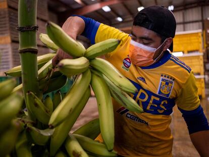 Un agricultor mexicano de Chiapas corta plátanos verdes cosechados de una enredadera para distribuirlos en un almacén de una plantación en Guánica, Puerto Rico, el 29 de marzo de 2021.
