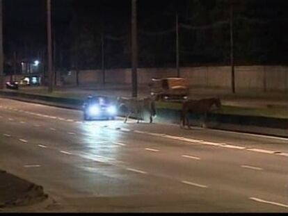 Espectacular atropello de un caballo en una autopista