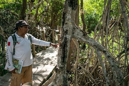 Efraín Pérez muestra uno de los troncos de mangle en el camino que los turistas recorren a pie antes de subirse a las canoas. "Lo que más le llama la atención es la altura de los mangles. Y la tranquilidad al entrar el túnel. Algunos cierran los ojos para disfrutar del sonido".
