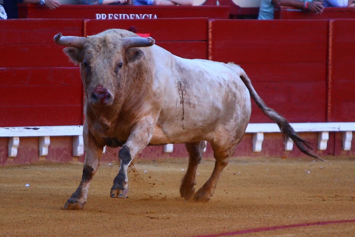 El primero de los astados de Prieto de la Cal que toreó Morante de la Puebla el sábado.