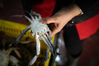 Un ejemplar de cangrejo azul, en Querquenes (Túnez), en 2022.