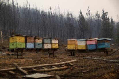 En la imagen, un grupo de colmenas de abejas frente a un bosque quemado.
