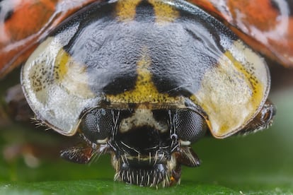 彩色亚洲瓢虫（Harmonia axyridis），位于哈特尔霍尔茨（德国慕尼黑）。