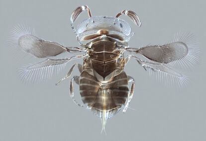 Imagen tomada con un microscopio óptico de una avispa parasitaria, Wallaceaphytis kikiae, que apenas mide 0,75 milímetros de longitud.