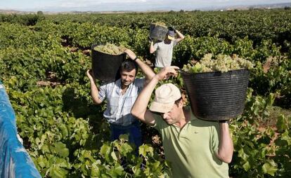 Recogida de la uva en Aldeanueva del Ebro (La Rioja).