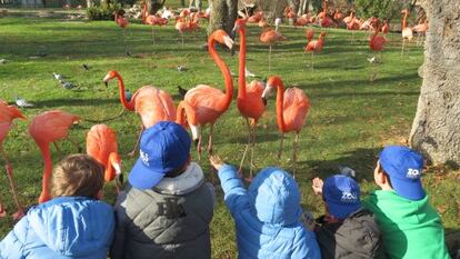 Actividades de los campamentos de Semana Santa en el Zoo de Madrid.
