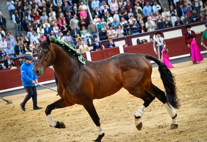 El caballo Nazarí, propiedad de Diego Ventura, la tarde de su retirada de los ruedos, el 20 de mayo de 2023 en Las Ventas