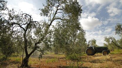 Trabajos en un olivar en Sevilla.