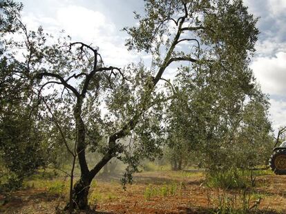 Trabajos en un olivar en Sevilla.