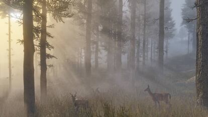 Una imagen de 'Read dead redemption II'.