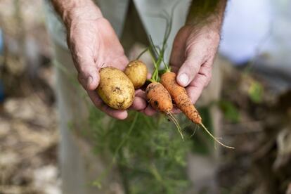 Mora acude a su pequeño huerto para recoger unas cuantas patatas y zanahorias. 