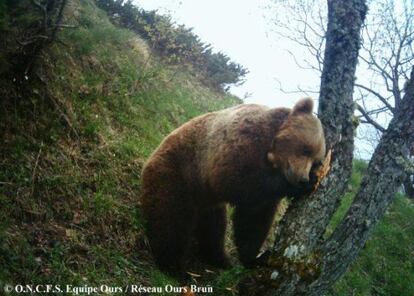 Balou, el &uacute;nico oso de los Pirineos que no desciende de Pyros.