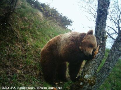 Balou, el &uacute;nico oso de los Pirineos que no desciende de Pyros.