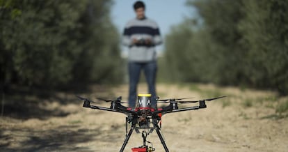 Un técnico inicia un vuelo de dron para tomar imágenes de una finca de olivares.  