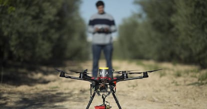 Un técnico inicia un vuelo de dron para tomar imágenes de una finca de olivares.
