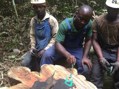 Empleados de Crelicam marcan un árbol de ébano en la selva de Camerún para facilitar su trazabilidad.