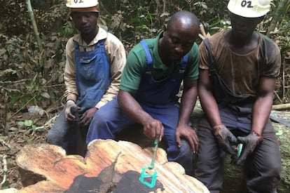 Empleados de Crelicam marcan un árbol de ébano en la selva de Camerún para facilitar su trazabilidad.