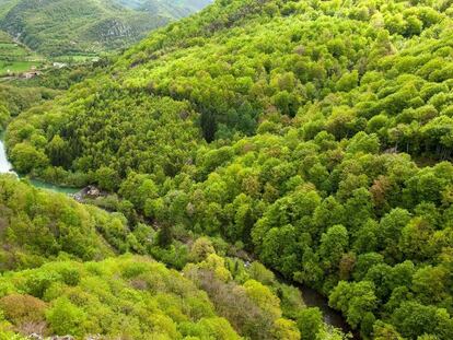 La Selva de Irati, con más de 17.000 hectáreas, no solo es magnética en otoño. El verde de los bosques y las temperaturas agradables se agradecen también en verano.