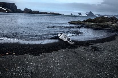 Foca de Weddell en la orilla, próxima al glaciar Collins. Bahía Fildes, Isla Rey Jorge, Archipiélago Shetland del Sur.