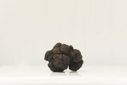 Ejemplar de Trufa Negra, Tuber Melanosporum