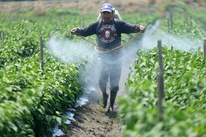 Un jornalero fumiga una cosecha en Tanhuato, Michoacán.