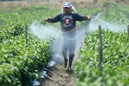 Un jornalero fumiga una cosecha en Tanhuato, Michoacán.