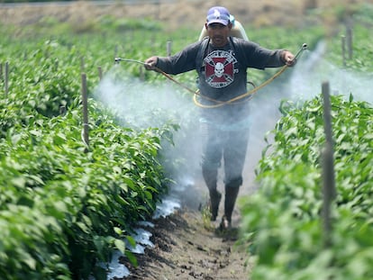 Un jornalero fumiga una cosecha en Tanhuato, Michoacán.