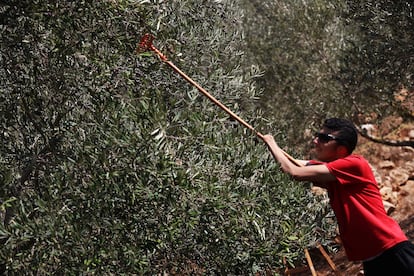  Basem, de 15 a?os e hijo del propietario de la finca, participa en la recoleccin de aceituna pese a no tener de nacimiento ni brazo derecho ni mano izquierda. 