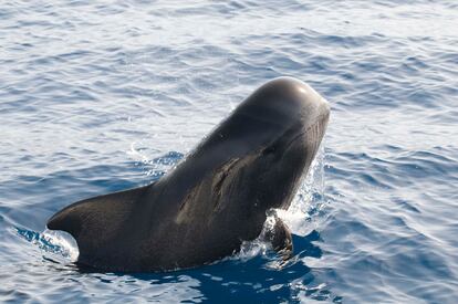 Ballenas, cachalotes, delfines, rorcuales, calderones… El inventario de especies es extenso.