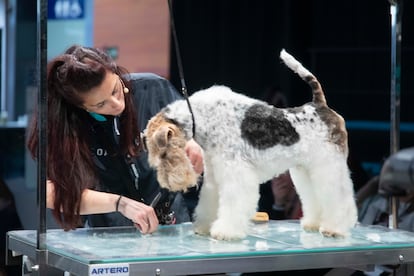 Una profesional hace unos arreglos de peluquería canina. Foto cedida por Ifema Madrid