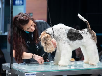 Una profesional hace unos arreglos de peluquería canina. Foto cedida por Ifema Madrid