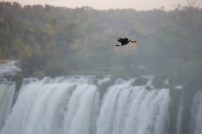 Un tucán planea sobre las cataratas. El cambio climático y las represas han hecho que la Unesco afirme que es un Patrimonio de la Humanidad en peligro.