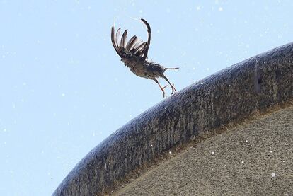 A bird splashes in a fountain in El Retiro park in Madrid.