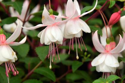 Detalle de unas fucsias en el Chelsea Flower Show de Londres.