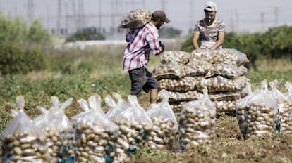 Varios trabajadores recolectan patatas en una finca de Brenes (Sevilla) .