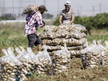 Varios trabajadores recolectan patatas en una finca de Brenes (Sevilla) .
