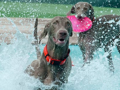 Gossos jugant al centre Perros al Agua.