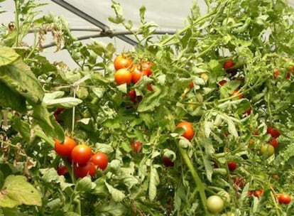 La agricultura ecológica propugna un consumo de temporada y un comercio local.