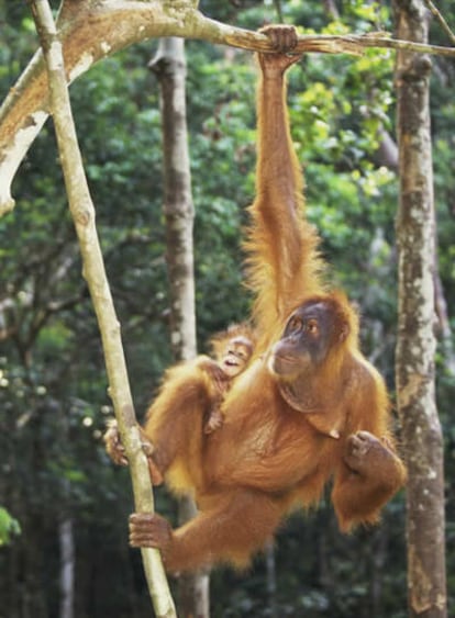 Parque Nacional Monte Leuser, que alberga la Estación Bohorok para la Rehabilitación de orangutanes