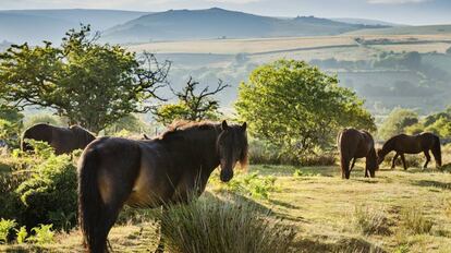 Manadas de ponis salvajes en los páramos de Dartmoor (Inglaterra).