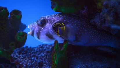 El pez fugu puede 
ser mortalmente venenoso, pero su carne bien preparada eliminando las partes txicas es muy cotizada en Japn.