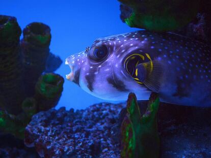 El pez fugu puede
ser mortalmente venenoso, pero su carne bien preparada eliminando las partes tóxicas es muy cotizada en Japón.