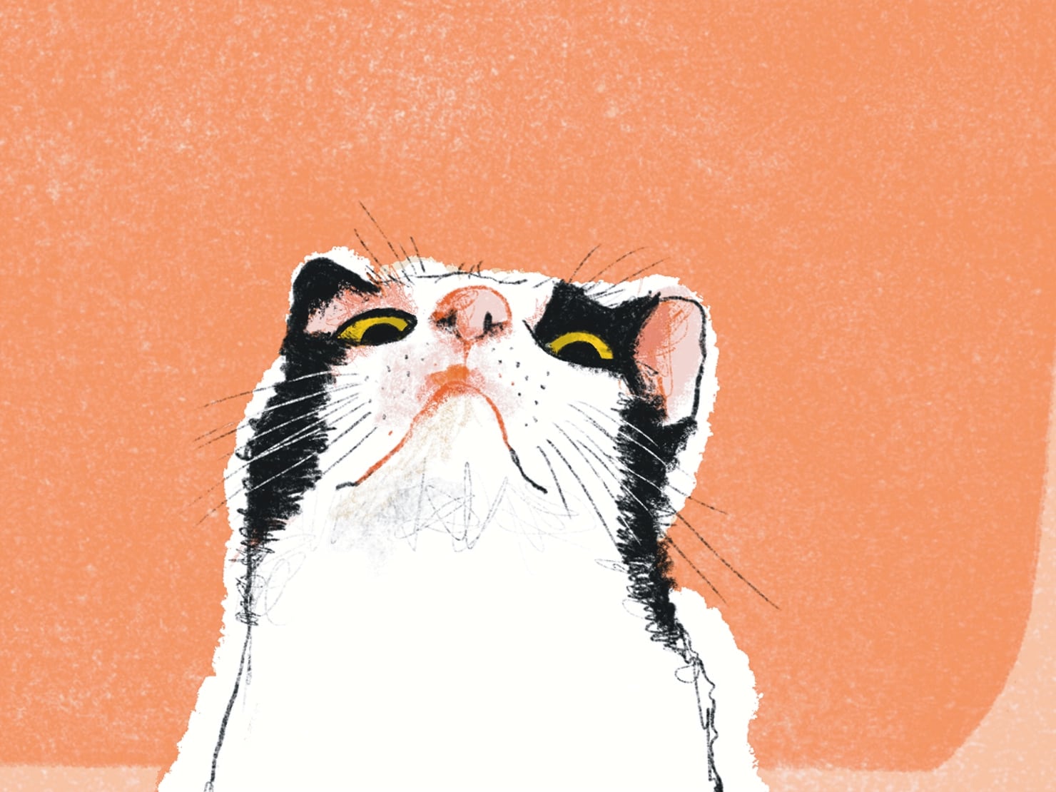 Il·lustracions de Mercè Galí al llibre 'Cartes imprevistes', de Tina Vallès (Animallibres)

