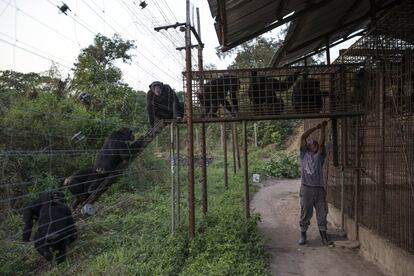 En la imagen, el cuidador Albert Wamouno deja salir del recinto a los chimpancés adultos para la cena.