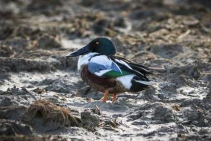 Algunos patos, como este macho de cuchara europeo, aprovechan para descansar durante su migración prenupcial en los arrozales.