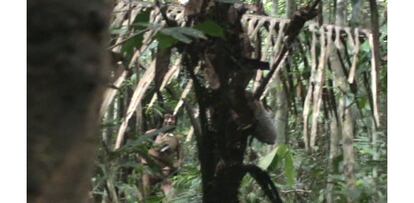 Un vídeo, narrado por el actor Mark Rylance, contiene imágenes inéditas de los kawahivas grabadas por funcionarios del Gobierno brasileño en 2011, durante un encuentro casual con los indígenas.